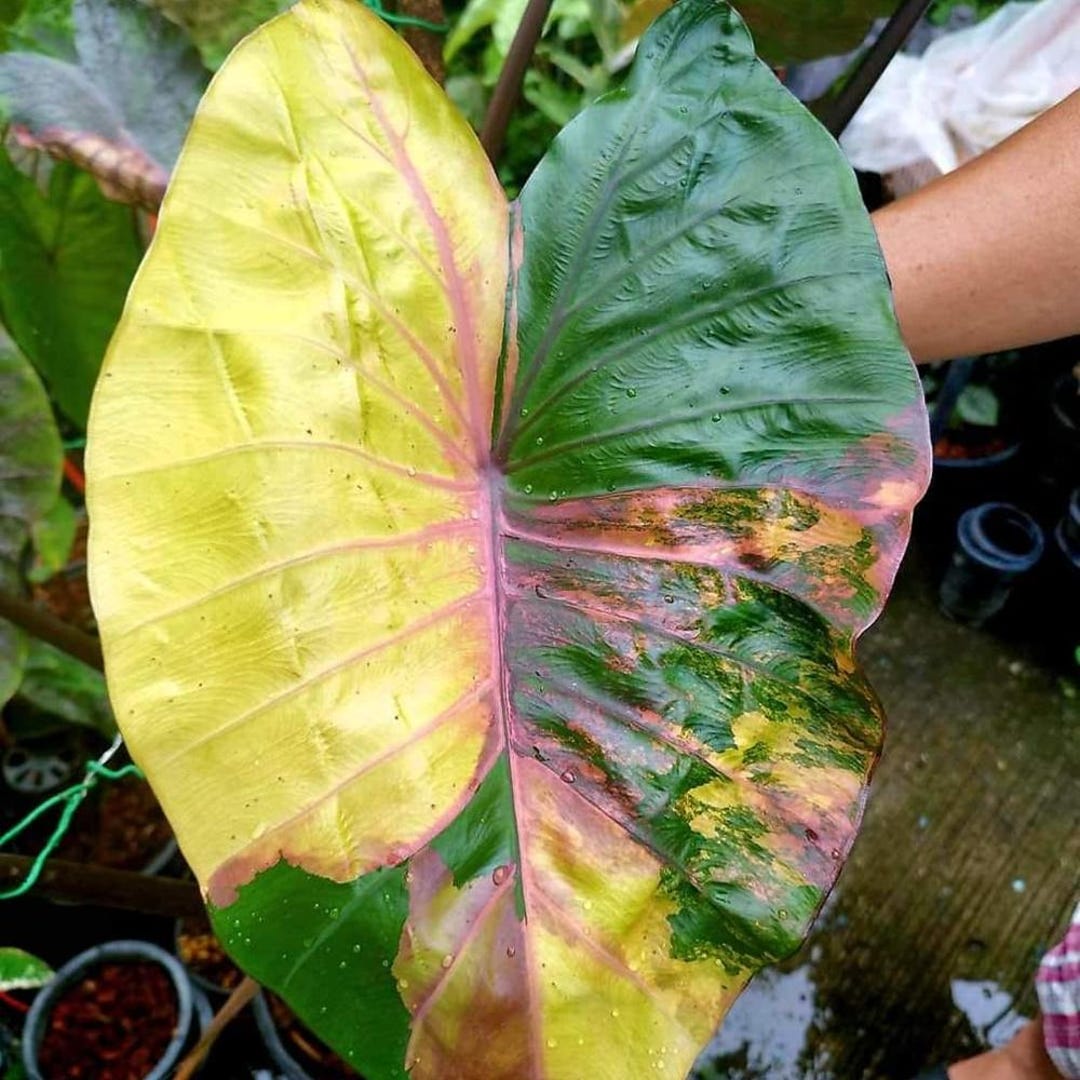 monstera minima variegata Rhaphidophora Tetrasperma Variegata main image 0