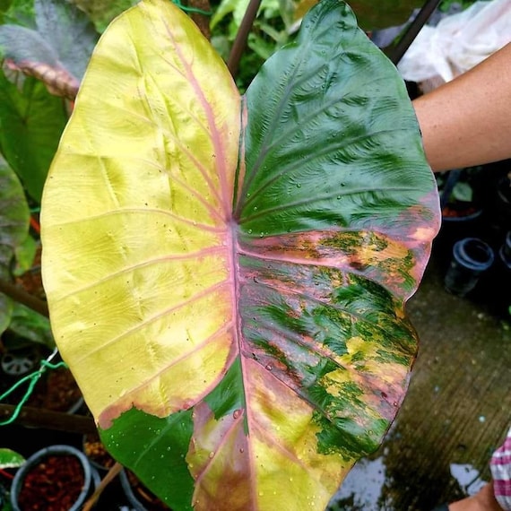 fiddled leaf fig Fiddle Leaf Fig for Sale main image 1