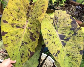 Bulbo de oreja de elefante de Colocasia esculenta, rara planta de nuca negra.
