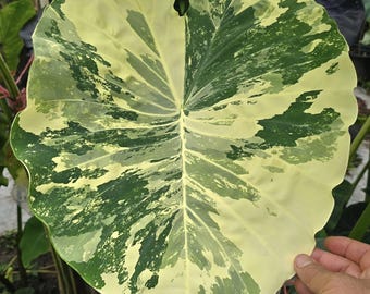 best faux fiddle leaf fig tree Potted Faux Fiddle Leaf Fig Tree