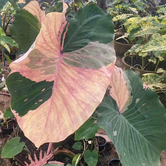 Rare Phrasaeng Pink Elephant Ear Colocasia Esculenta Live Bulb