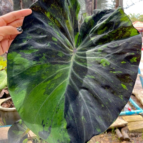 Rare Black Marble Elephant Ear Colocasia Esculenta Live Bulb