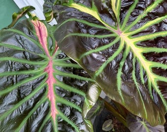 植物検疫証明書 - Etsy 日本