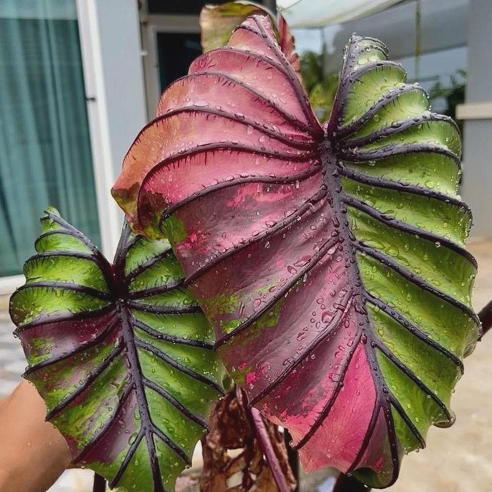 Colocasia pharaoh's mask - Etsy 日本