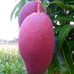 Mangoboom Red Nam Dok Mai "NDM Sri Daeng" Nieuw HB Populaire variëteiten