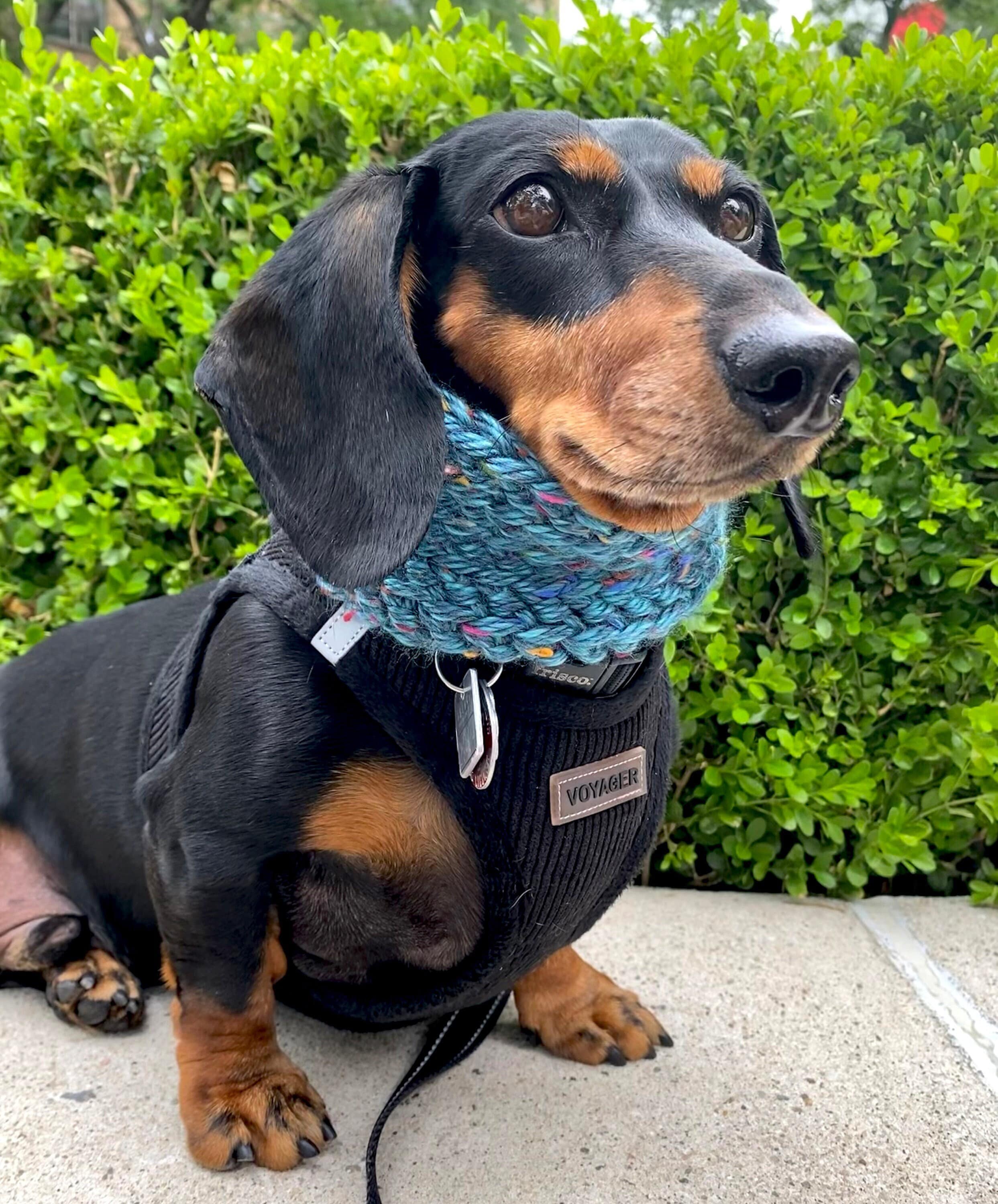 Dachshund boots top