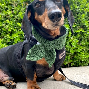 May include: A black and tan dachshund wearing a green crocheted scarf and a black harness with the word "Voyager" on it. The dog is sitting on a gray surface and looking at the camera.