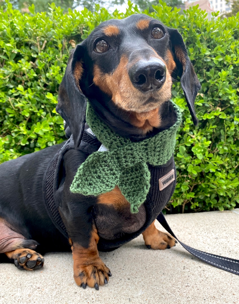 May include: A black and tan dachshund wearing a green crocheted scarf and a black harness with the word "Voyager" on it. The dog is sitting on a gray surface and looking at the camera.