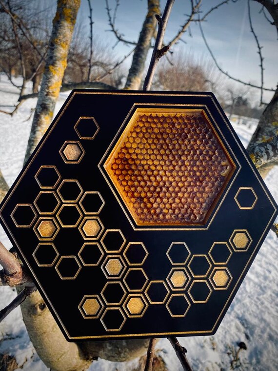 Wood Hexagon Wall Art Decor With Real Live Authentic Etsy