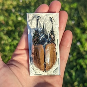 Real Five-horned Rhinoceros Beetle// Eupatorus gracilicornis// Unmounted Unspread// Nature// Artwork