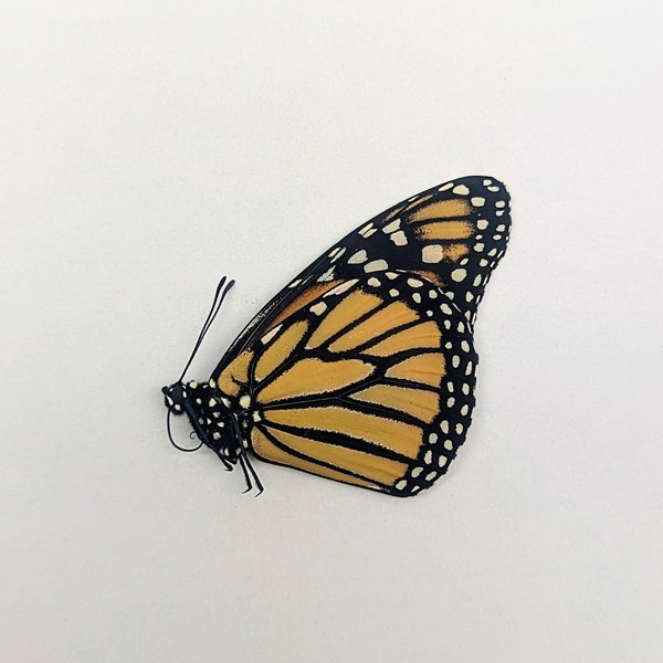 Real Unspread Monarch Butterfly// Danaus plexippus// Artwork// Taxidermy// Insect Collection