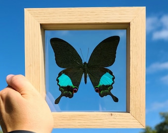 Papilio Karna Karna// Jungle Jade Swallowtail// Real Framed Butterfly// Nature// Decor// Gift