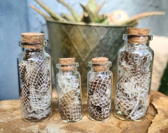 Real Ball Python Snake Skin Shedding Curio Jar