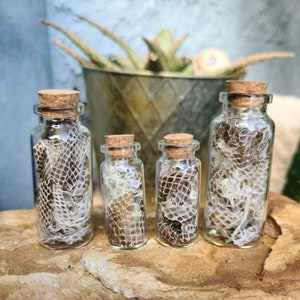 May include: Four small glass bottles with cork tops filled with shed snake skin. The bottles are arranged in a row on a brown rock.