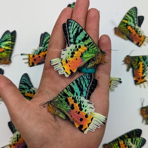 Unspread Madagascar Sunset Moths// A1/A1- Chrysiridia rhipheus// Unmounted butterflies// Artwork