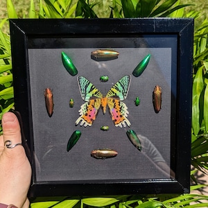 Real sunset moth frame// Mixed insect shadow box// Nature// Decor// Gift