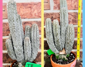 Clustered Euphorbia Abdelkuri Collectors Cactus Exotic Cactus