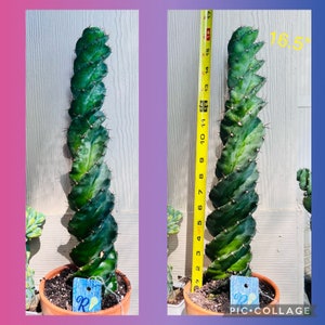 Cereus Forbesii Spiralis Tornado Cactus Spiral Cactus Large 12"-15"