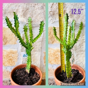 Yellow Variegated Rooted Euphorbia Trigona &quot;Good Luck Cactus&quot;