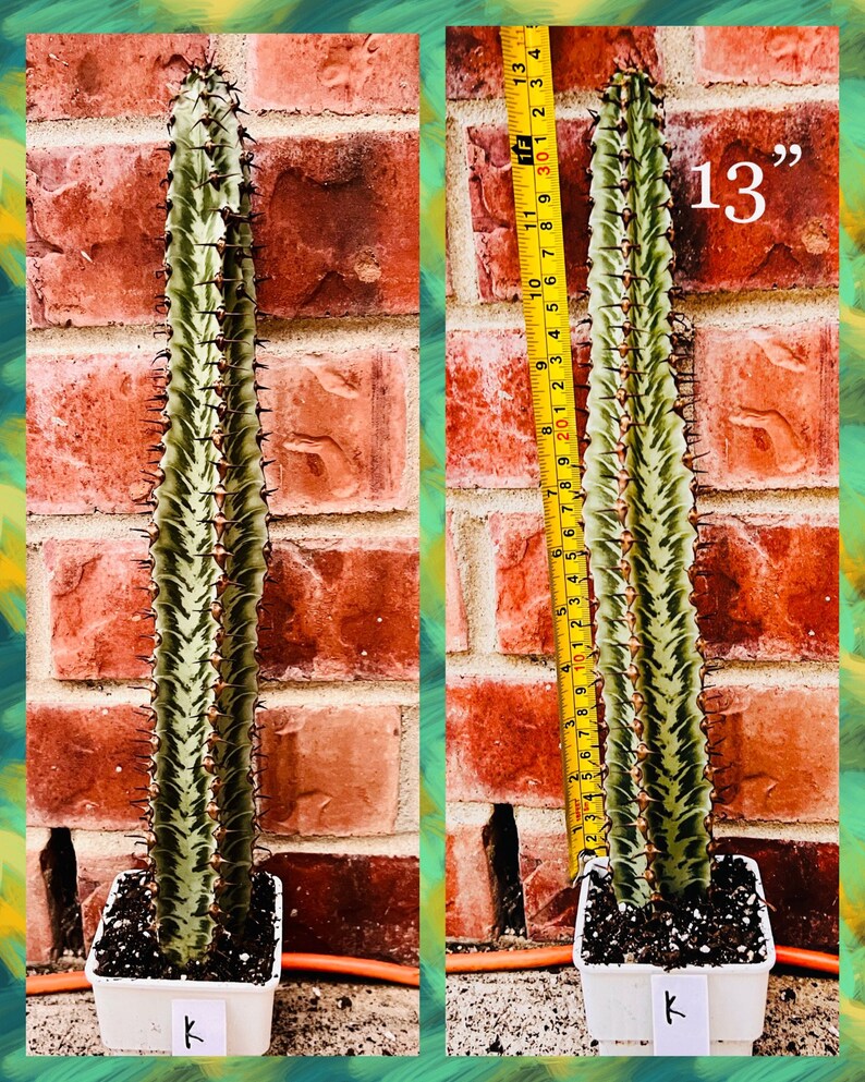 Euphorbia Confinalis zebra Cactus Super Rare Etsy