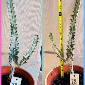 White Ghost Euphorbia Lactea Dragon Bones Candelabra, Collectors Cactus Exotic Cactus