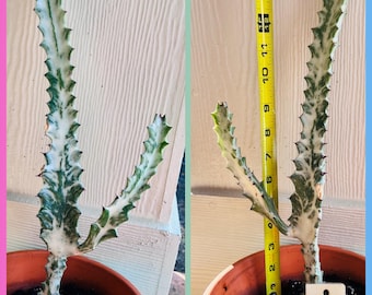 Euphorbia Chocolate Drop Cactus - African Candelabra - Etsy