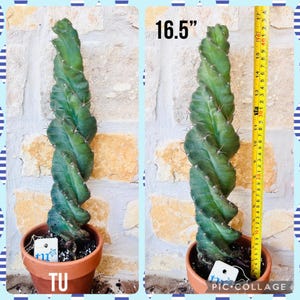 Cereus Forbesii Spiralis Tornado Cactus Spiral Cactus Large 12&quot;-15&quot;