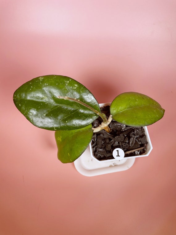 Hoya Joy Splash - Etsy