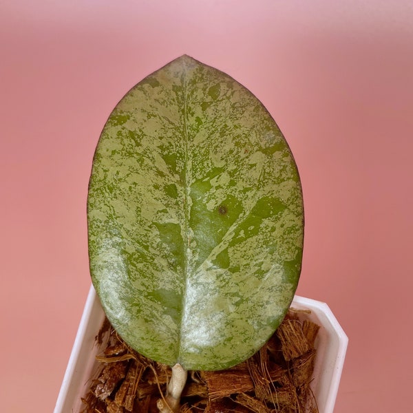 Hoya Joy Splash - Etsy