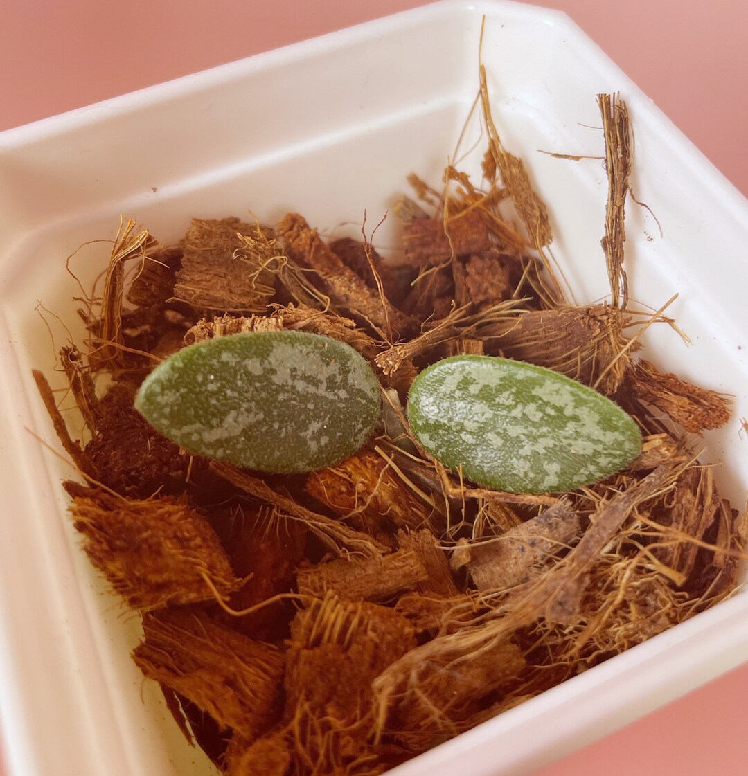 Hoya Lima Splash - Etsy