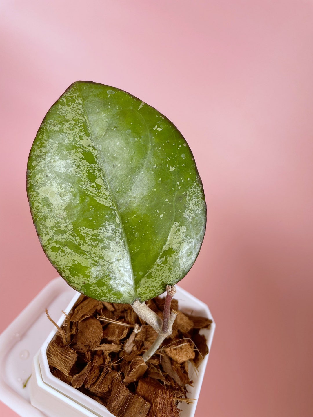 Hoya Joy Splash With Peduncle - Etsy