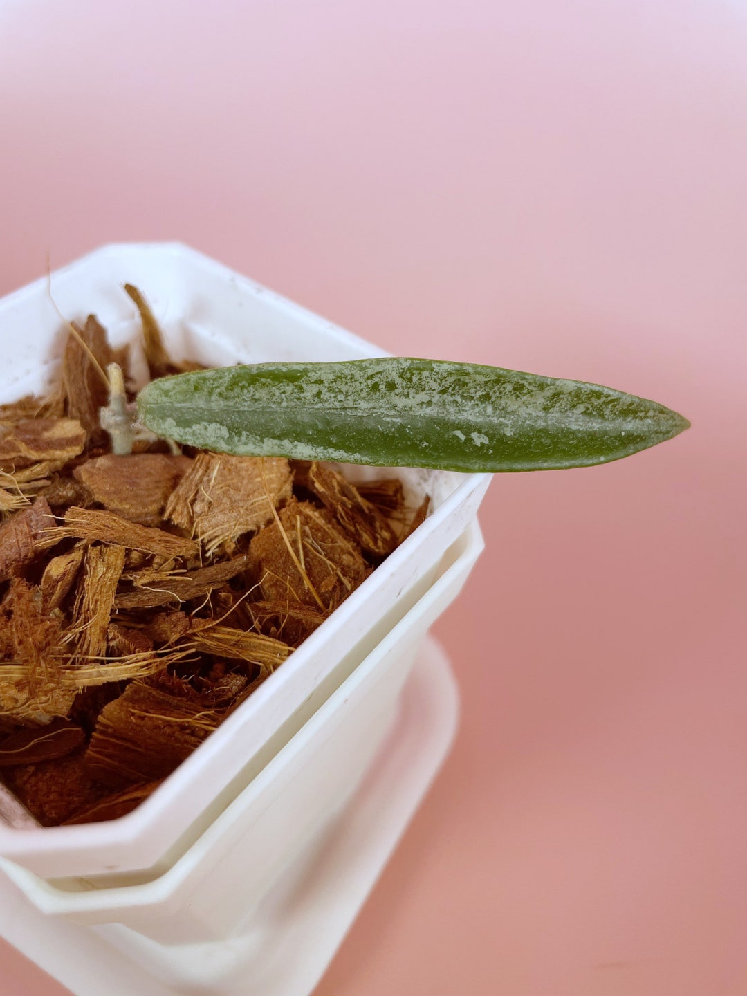 Hoya Minibelle Splash - Etsy