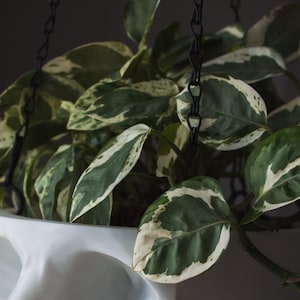 May include: A white ceramic skull planter with a green and white variegated plant hanging from a black chain.