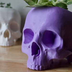 May include: Two skull-shaped planters, one white and one purple, with a green plant growing out of the purple one.