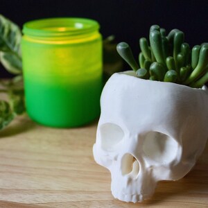 May include: A white ceramic skull planter with a green succulent plant growing inside. The skull planter is sitting on a wooden surface next to a green glass jar.