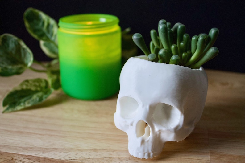May include: A white ceramic skull planter with a green succulent plant growing inside. The skull planter is sitting on a wooden surface next to a green glass jar.