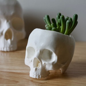 May include: White ceramic skull planter with a green succulent plant growing out of the top.