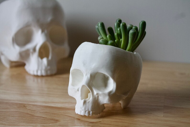 May include: White ceramic skull planter with a green succulent plant growing out of the top.
