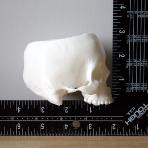 May include: A white plastic model of a human skull, viewed from the side. The skull is about 2 inches tall and 1.5 inches wide. It is sitting on a black ruler.