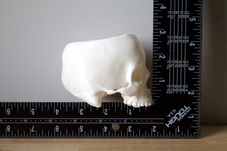 May include: A white plastic model of a human skull, viewed from the side. The skull is about 2 inches tall and 1.5 inches wide. It is sitting on a black ruler.