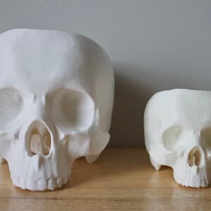May include: Two white ceramic skull planters, one larger than the other, sitting on a wooden surface.