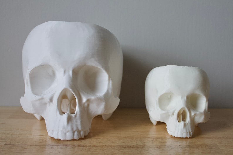 May include: Two white ceramic skull planters, one larger than the other, sitting on a wooden surface.