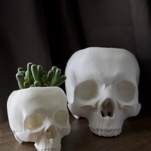 May include: Two white ceramic skull planters, one with a small green succulent plant inside. The larger skull planter is in the background and the smaller skull planter is in the foreground.