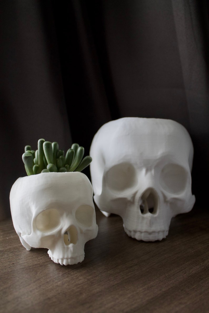 May include: Two white ceramic skull planters, one with a small green succulent plant inside. The larger skull planter is in the background and the smaller skull planter is in the foreground.