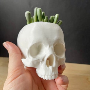 May include: A white ceramic skull planter with a small succulent plant growing out of the top.