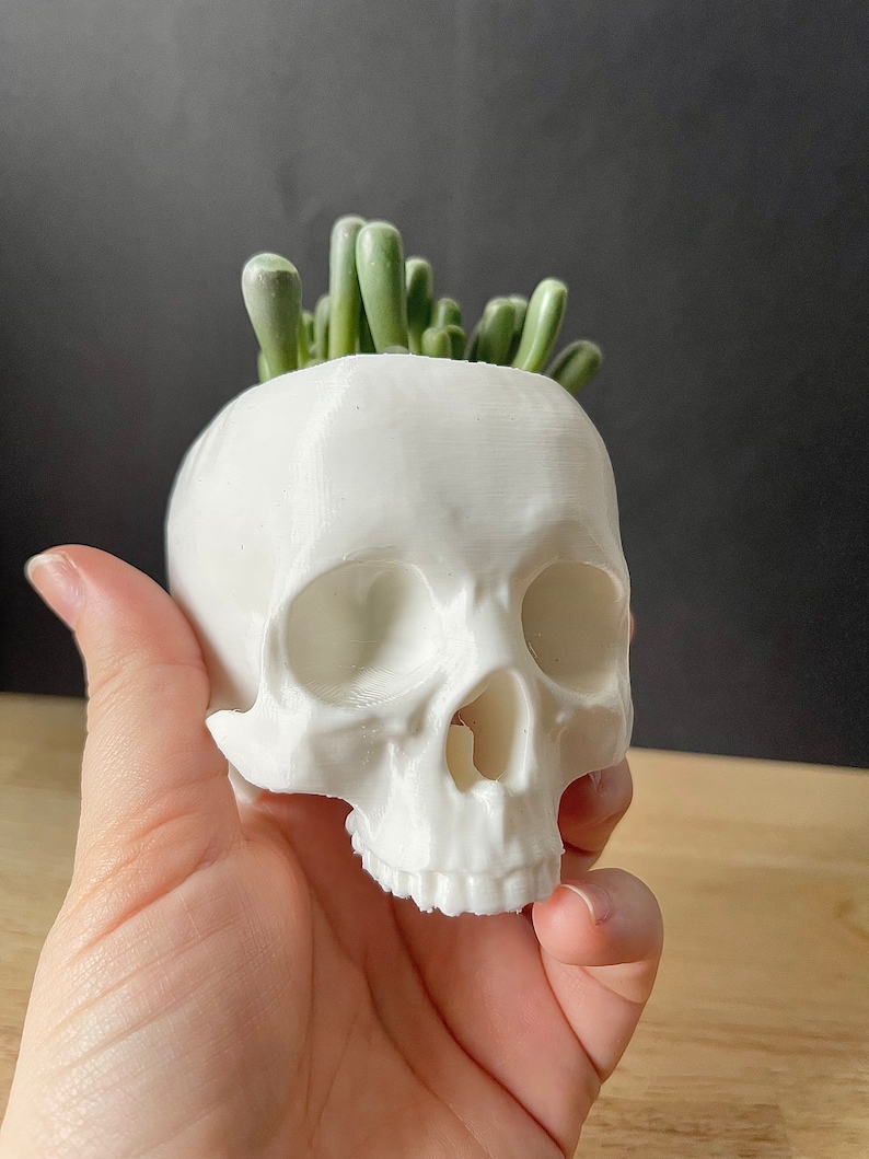 May include: A white ceramic skull planter with a small succulent plant growing out of the top.