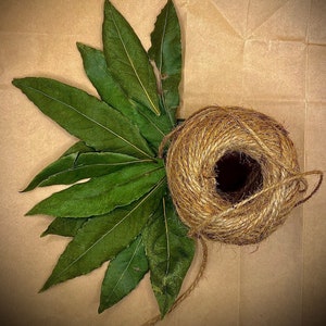 Hoja de laurel orgánica seca / Hoja de laurel orgánica seca