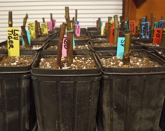 20 Fresh Fig Tree Cuttings per order with Free UPS  Shipping included, multiple varieties available.