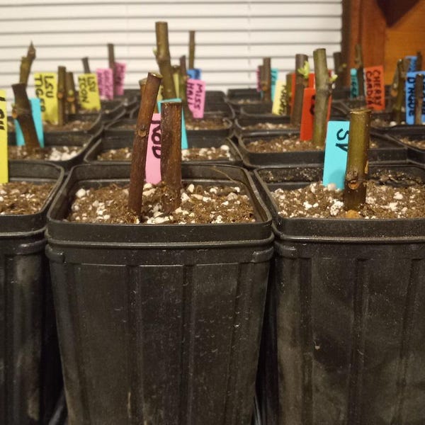 20 Fresh Fig Tree Cuttings of Conadria per order with Free USPS Priority Shipping included.