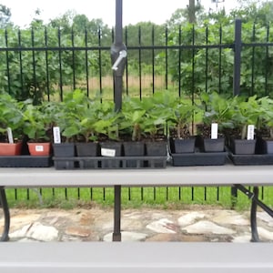 Celeste Fig Trees For Sale. Well rooted fig plants in 1 gallon pots. Free USPS Priority Shipping included.